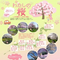 JAF「ホントは教えたくないけど…」、隠れた桜スポット “わたしの桜”　春サイクリングに活用も 画像