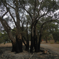 Adelaide bush fire