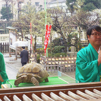 ベッキー＆飼い亀のガラパゴス君＆カンニング竹山／『ミュータント・タートルズ』ヒット祈願 in 亀戸天神