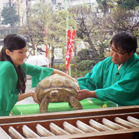 ベッキー＆飼い亀のガラパゴス君＆カンニング竹山／『ミュータント・タートルズ』ヒット祈願 in 亀戸天神