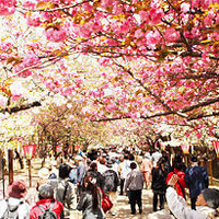 大阪・造幣局南門から桜宮橋側の北門への約560mの桜並木を通り抜ける大阪春の風物詩、「造幣局さくらの通り抜け」が桜の開花に合わせた4月11日（金）から17日（木）までの7日間、開催される。