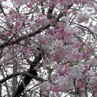 桜の開花はどうやって予想する？　どの木に何輪咲いたら開花なの？ 画像