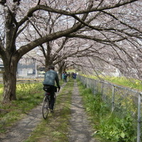 【澤田裕のさいくるくるりん】お花見は自転車に限る！ 画像