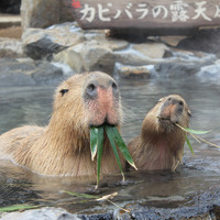 伊豆シャボテン公園グループ、ロボットからカピバラまで楽しめる「春イベント～SPRING EVENT2015～」を開催