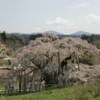 福島県・三春の滝桜