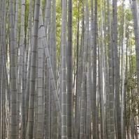 杉本寺から2番札所の岩殿寺に向かう途中、報国寺にも立ち寄った。ここの竹林は、一見の価値ある見事なもの