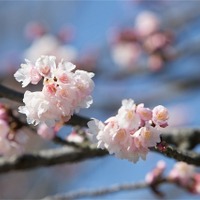 全国で最初の桜が開花…鹿児島気象台発表 画像