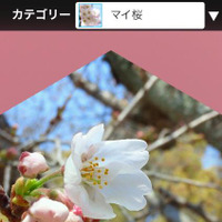 ウェザーニューズ、桜の動画を撮影する「さくら絶景撮影隊」募集