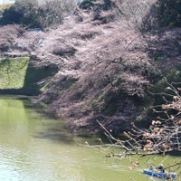 都内の桜、見頃は来週か!? 皇居近くの千鳥ヶ淵はまだ蕾も 画像