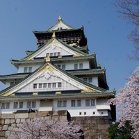 「大坂冬の陣・夏の陣」から400年となる大阪城の桜がほぼ満開へ