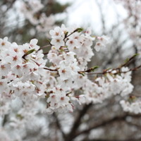 【小さな山旅】桜の花を見る旅に出る…桜山公園 画像