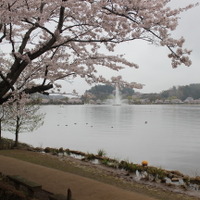 千波湖畔の桜と噴水。湖畔をぐるりと桜が囲んでいる。
