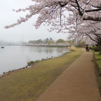 千波湖畔は遊歩道が整備されており、ジョギングやウォーキングをする人で賑わう。桜を眺めながらの散歩も乙である。