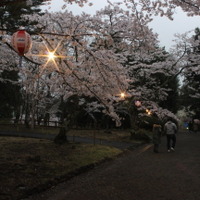 夕暮れにはぼんぼりに灯りがともり、夜桜モードに様変わり。