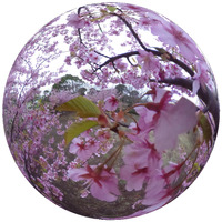 今年最後の桜をバーチャルで！「春の3まつり」最終回は北海道・五稜郭公園