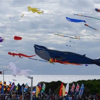 Kite internationa festival