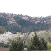 施設内から見た周辺の景色。山桜のピンクが点々としていてきれい。