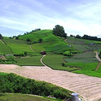 緑豊かな茶畑を一望できる石切（いしきり）は京都府の景観資産。日本の古き良き風景を感じられる