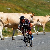 ツール・ド・フランス第11ステージ、コースを横断する牛を避けるバルギル（2015年7月15日）