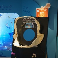 銀座ソニービルに14トンの大型水槽が登場…沖縄美ら海水族館監修「48th Sony Aquarium」