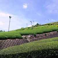 【自転車】京都の茶源郷を走り抜けた「たびーら・宇治抹茶スイーツ・ライド京都やましろ」 画像