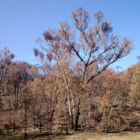 オーストラリア、森林火災の時期に入る 画像