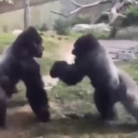 ゴリラがマジ切れで動物園の強化ガラスを…!? 画像
