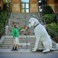 うちの犬、大きくなっちゃいました。 画像