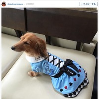荒川静香、お洋服を着せた愛犬を披露…ファンは「可愛い~」の声 画像