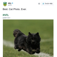 ラグビーの試合に黒猫が乱入…素早いステップで観客騒然 画像