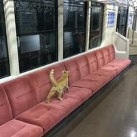 【話題】まるで映画か漫画みたい。ねこが電車でおでかけしたよ 画像