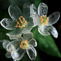 【話題】梅雨に美しい“スケルトンフラワー” 画像