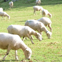 【読後、時間の無駄だったと後悔します】ニュージーランドにいる羊 is セバスチャン 画像
