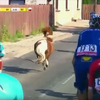 自転車レースに乱入したポニーがたてがみを振り乱して爆走! 画像