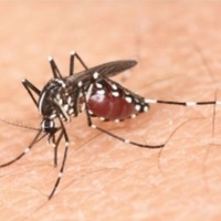 デング熱の感染源、新宿に範囲拡大…「蚊が山手線のっててもおかしくない」 画像
