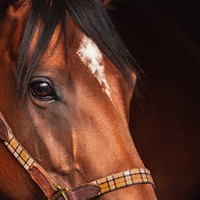 【香港カップ／オッズ】日本馬は「8年連続馬券内」　ブックメーカー評は意外にも…… 画像