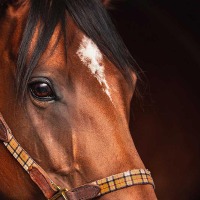【マーメイドS/追い切り診断】能力上位馬に「B」の低評価 掛かり気味で手応え失う……“余裕のない”精神面に懸念 画像