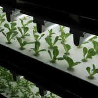 【シーテック14】東芝は野菜も作る！11月から購入可能 画像