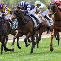 【菊花賞／大口投票】ダービーは前日大口の“伏兵”に一撃あり、菊花賞でも激走サインか　「300万円」超えは人気2頭に連発 画像