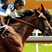 【阪神大賞典／追い切り診断】“申し分ない仕上がり”に高評価「A」　明らかに良化して「一矢報いる存在」に要警戒 画像