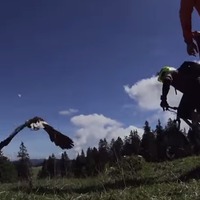 鷹vs自転車、戦いの行方は… 画像