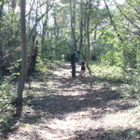 【小さな山旅】県またぎハイク…鶏足山（ 2） 画像