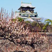 梅林を見に行こう！　関西最大級の大阪城梅林が見頃 画像