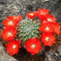 100種類1000点のサボテンの花が開花！「第2回 伊豆高原 サボテンの花まつり」4月1日～5月31日 画像