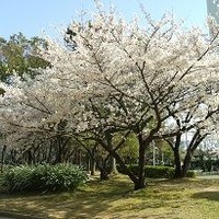 大阪府堺市・大仙公園の桜約400本が見ごろに 画像