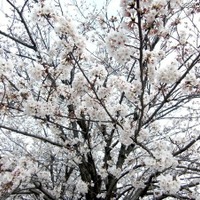 東京と横浜で桜開花…平年より1日早く 画像
