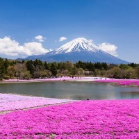「富士芝桜まつり」4月19日 開幕 画像