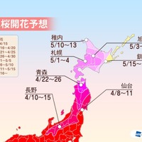 桜前線は東北へ！ 画像