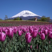 富士の裾野でチューリップ　5月3日 画像