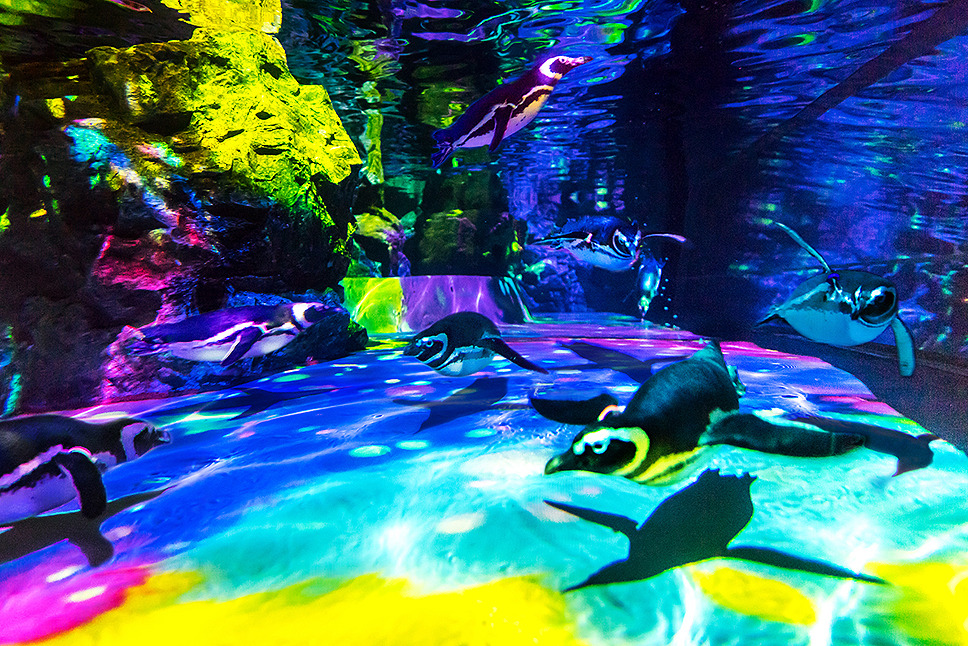 すみだ水族館の春フェス…ZIP! とのコラボを“貝催”、ペンギンは泳力